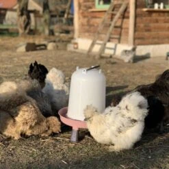 Gaun Abreuvoir Poule à Pieds En Plastique Recyclé Eco 8L 12 Gaun Abreuvoir Poule à Pieds En Plastique Recyclé Eco 8L -Chemin des Poulaillers Boutique abreuvoir ecologique des poules soie