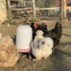 Gaun Abreuvoir Poule à Pieds En Plastique Recyclé Eco 8L 13 Gaun Abreuvoir Poule à Pieds En Plastique Recyclé Eco 8L -Chemin des Poulaillers Boutique abreuvoir en plastique recycle avec poules soie