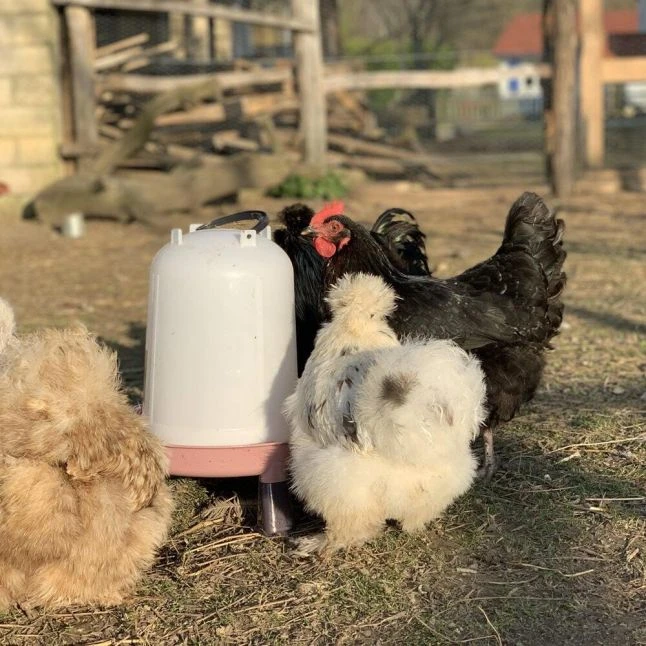 Gaun Abreuvoir Poule à Pieds En Plastique Recyclé Eco 8L 8 Gaun Abreuvoir Poule à Pieds En Plastique Recyclé Eco 8L – Image 6