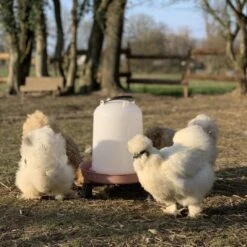 Gaun Abreuvoir Poule à Pieds En Plastique Recyclé Eco 8L 11 Gaun Abreuvoir Poule à Pieds En Plastique Recyclé Eco 8L -Chemin des Poulaillers Boutique abreuvoir en plastique recycle poules soie