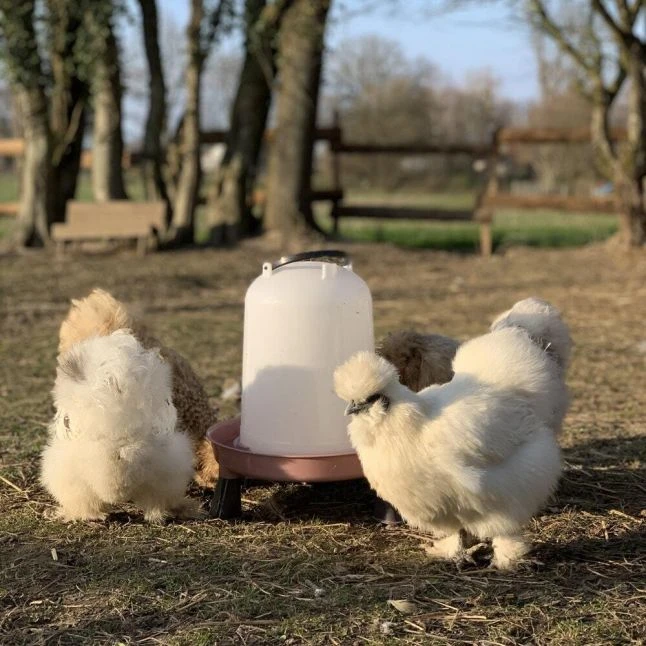 Gaun Abreuvoir Poule à Pieds En Plastique Recyclé Eco 8L 6 Gaun Abreuvoir Poule à Pieds En Plastique Recyclé Eco 8L – Image 4