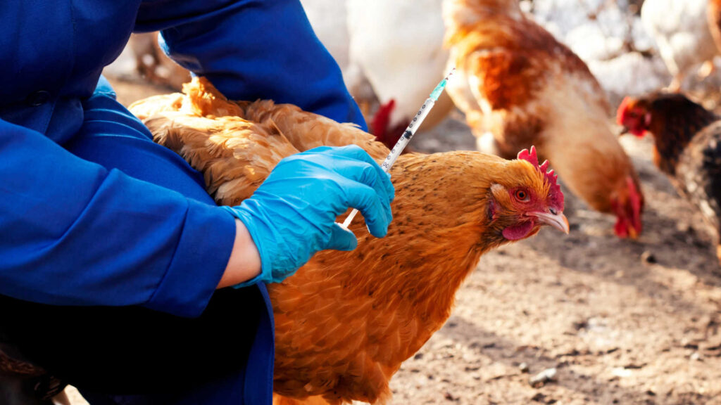 Chemin des Poulaillers Boutique -Chemin des Poulaillers Boutique comment soigner une poule malade 1024x576 1