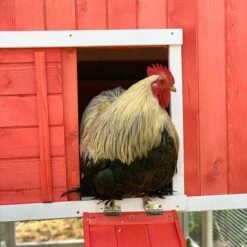 Poulailler Ardennais 6 à 8 Poules Toit Shingle -Chemin des Poulaillers Boutique coq dans poulailler ardennais