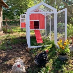 Poulailler Ardennais 6 à 8 Poules Toit Shingle -Chemin des Poulaillers Boutique coq devant poulailler ardennais 2