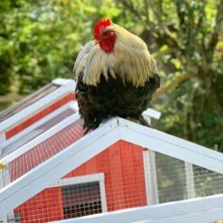 Poulailler Ardennais 6 à 8 Poules Toit Shingle -Chemin des Poulaillers Boutique coq perche sur poulailler ardennais