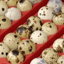 Couveuse Automatique Digitale Poule ET 49 Capacité 49 œufs - River Systems -Chemin des Poulaillers Boutique couveuse automatique digitale et river systems grille oeufs caille 2