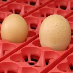 Couveuse Automatique Digitale Poule ET 49 Capacité 49 œufs - River Systems -Chemin des Poulaillers Boutique couveuse automatique digitale et river systems grille retournement automatique 2