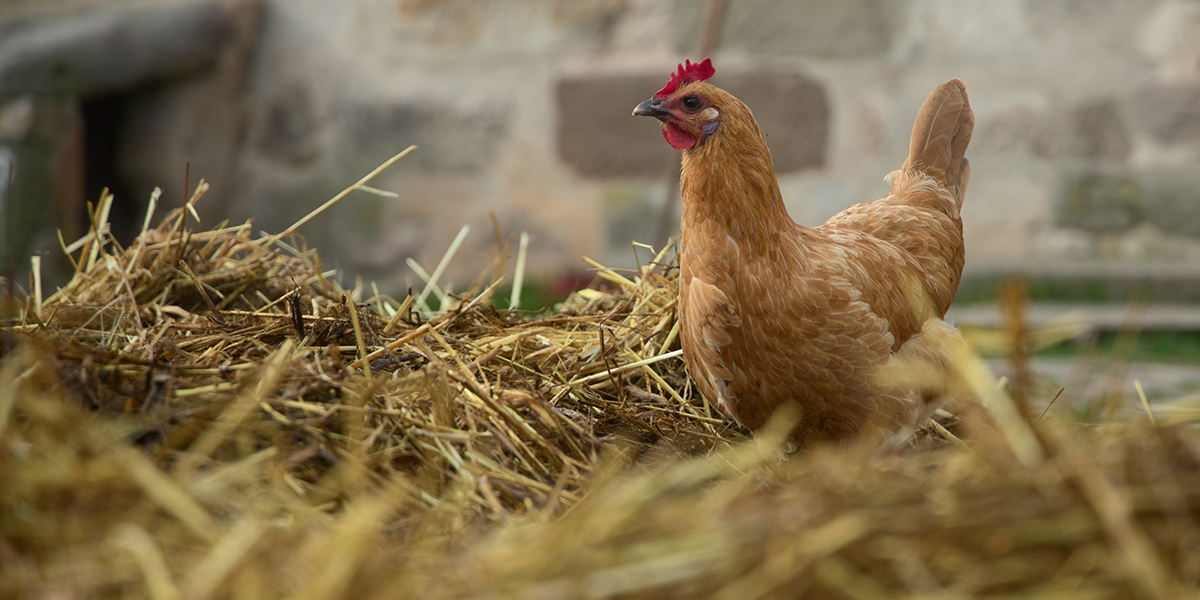 Chemin des Poulaillers Boutique -Chemin des Poulaillers Boutique fumier poule 180402 1200 600