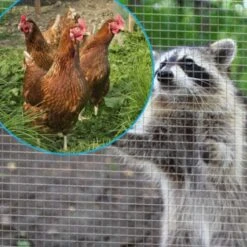 Grillage Poulailler Galvanisé Maille Fine Carrée Fensanet 10m X 1m épaisseur 0,8 Mm - Nortene 5 Grillage Poulailler Galvanisé Maille Fine Carrée Fensanet 10m X 1m épaisseur 0,8 Mm - Nortene -Chemin des Poulaillers Boutique grillage maille carree poule fensanet nortene exemple