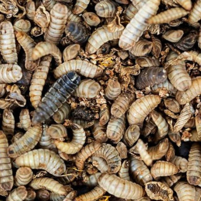 Larves De Mouche Soldat à Picorer Nature Pour Poules Doypack 500g - Prefor 4 Larves De Mouche Soldat à Picorer Nature Pour Poules Doypack 500g - Prefor – Image 2