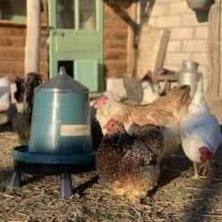 Gaun Mangeoire Poule à Pieds En Plastique Recyclé Eco 8Kg 15 Gaun Mangeoire Poule à Pieds En Plastique Recyclé Eco 8Kg -Chemin des Poulaillers Boutique mangeoire poule plastique recycl 8kg avec beaucoup de poules