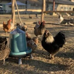 Gaun Mangeoire Poule à Pieds En Plastique Recyclé Eco 8Kg 16 Gaun Mangeoire Poule à Pieds En Plastique Recyclé Eco 8Kg -Chemin des Poulaillers Boutique mangeoire poule plastique recycl 8kg avec poules