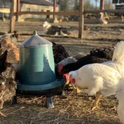 Gaun Mangeoire Poule à Pieds En Plastique Recyclé Eco 8Kg 17 Gaun Mangeoire Poule à Pieds En Plastique Recyclé Eco 8Kg -Chemin des Poulaillers Boutique mangeoire poule plastique recycl 8kg avec poules qui picorent