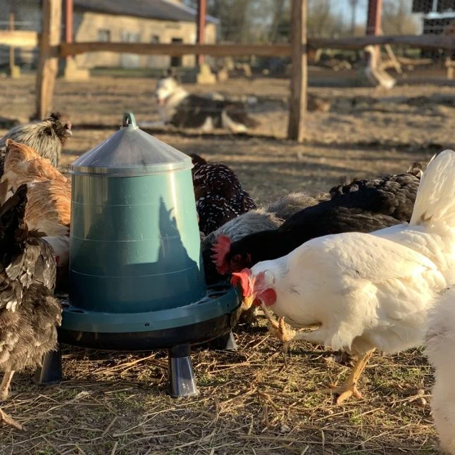 Gaun Mangeoire Poule à Pieds En Plastique Recyclé Eco 8Kg 10 Gaun Mangeoire Poule à Pieds En Plastique Recyclé Eco 8Kg – Image 8