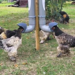 Mangeoire Pour Poule En Plastique Tube Gris 7kg Prima 2 - Evena 16 Mangeoire Pour Poule En Plastique Tube Gris 7kg Prima 2 - Evena -Chemin des Poulaillers Boutique mangeoire poule plastique tube gris avec poules