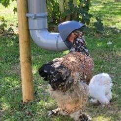 Mangeoire Pour Poule En Plastique Tube Gris 7kg Prima 2 - Evena 15 Mangeoire Pour Poule En Plastique Tube Gris 7kg Prima 2 - Evena -Chemin des Poulaillers Boutique mangeoire poule plastique tube gris utilisation