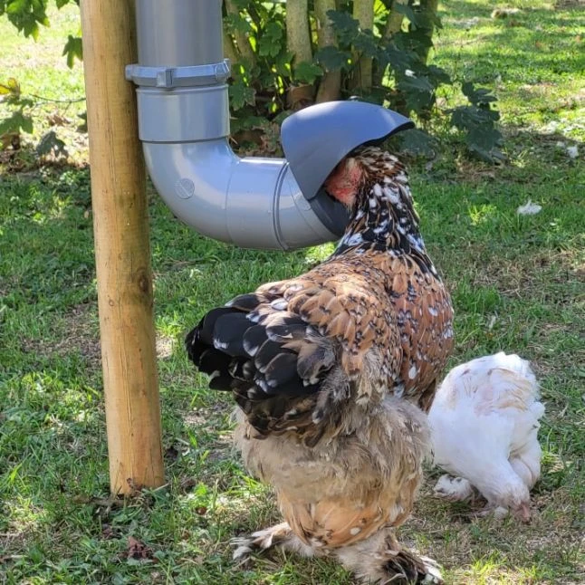 Mangeoire Pour Poule En Plastique Tube Gris 7kg Prima 2 - Evena 8 Mangeoire Pour Poule En Plastique Tube Gris 7kg Prima 2 - Evena – Image 6