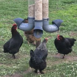 Mangeoire Pour Poule En Plastique Gris Tube Transparent 7kg Prima - Evena 20 Mangeoire Pour Poule En Plastique Gris Tube Transparent 7kg Prima - Evena -Chemin des Poulaillers Boutique mangeoire poule plastique tube transparent avec poules