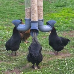 Mangeoire Pour Poule En Plastique Gris Tube Transparent 7kg Prima - Evena 21 Mangeoire Pour Poule En Plastique Gris Tube Transparent 7kg Prima - Evena -Chemin des Poulaillers Boutique mangeoire poule plastique tube transparent avec poules en action