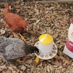 Gaun Mangeoire Poule à Pieds En Bioplastique Végétal Eco 2Kg 14 Gaun Mangeoire Poule à Pieds En Bioplastique Végétal Eco 2Kg -Chemin des Poulaillers Boutique mangeoire bioplastique avec pieds 2 kg