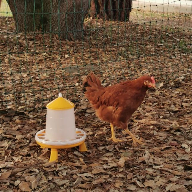 Gaun Mangeoire Poule à Pieds En Bioplastique Végétal Eco 2Kg 10 Gaun Mangeoire Poule à Pieds En Bioplastique Végétal Eco 2Kg – Image 8