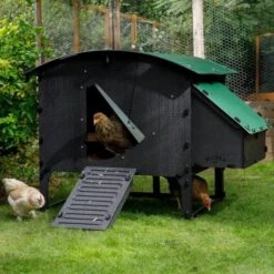 Poulailler Nestera Sur Pieds Taille L Plastique Recyclé 8 à 15 Poules 20 Poulailler Nestera Sur Pieds Taille L Plastique Recyclé 8 à 15 Poules -Chemin des Poulaillers Boutique poulailler plastique recycle nestera l avec poules