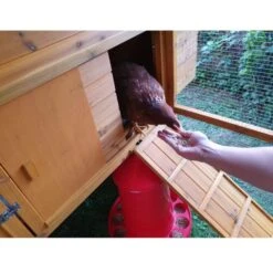 Poulailler Gournay Toit Shingle 10 à 12 Poules -Chemin des Poulaillers Boutique poulailler gournay 10 a 12 poules toit shingle vue poule