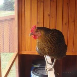 Poulailler Marans Toit Shingle 15 à 18 Poules -Chemin des Poulaillers Boutique poulailler marans vue interieur