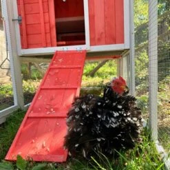 Poulailler Ardennais 6 à 8 Poules Toit Shingle -Chemin des Poulaillers Boutique poule dans parc poulailler ardennais