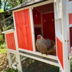 Poulailler Ardennais 6 à 8 Poules Toit Shingle -Chemin des Poulaillers Boutique poule dans poulailler ardennais
